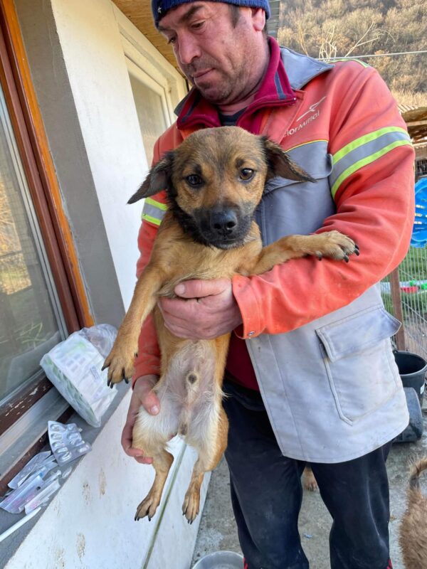 RICHY - reserviert 4animals - vermittelt