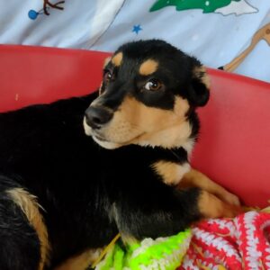 FYNN - auf Pflegestelle in PLZ 7 vermittelt