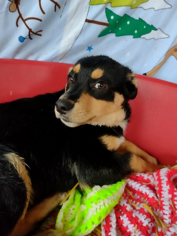 FYNN - auf Pflegestelle in PLZ 7 vermittelt
