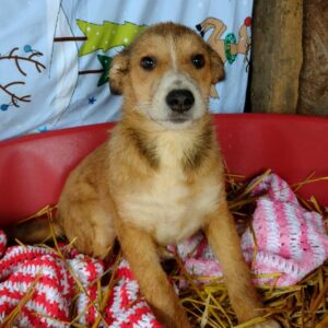 MELLI - reserviert Hundescheune Fläming - vermittelt