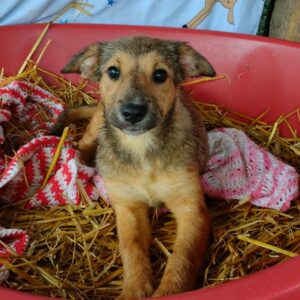 MAISY - reserviert MG - vermittelt