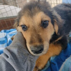 NICLAS - reserviert 4animals - vermittelt