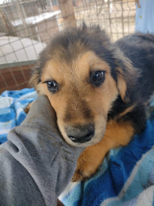 NICLAS - reserviert 4animals - vermittelt