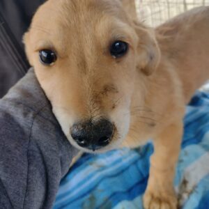 LEON - reserviert Hundescheune Fläming - vermittelt