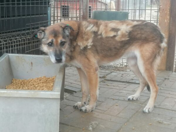 Hope (ehemals Hudin) - Gnadenplatzhund seit dem 29.12.2021 - RBB 20.11.2023 – Bild 4