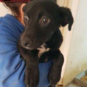 TIFFANY - auf Pflegestelle in PLZ 5 - vermittelt
