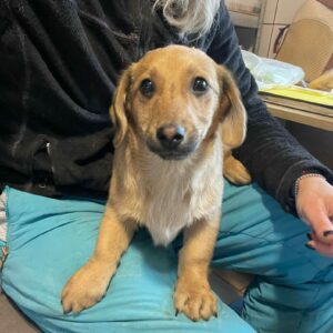 CAMILO - reserviert TH Am See vermittelt