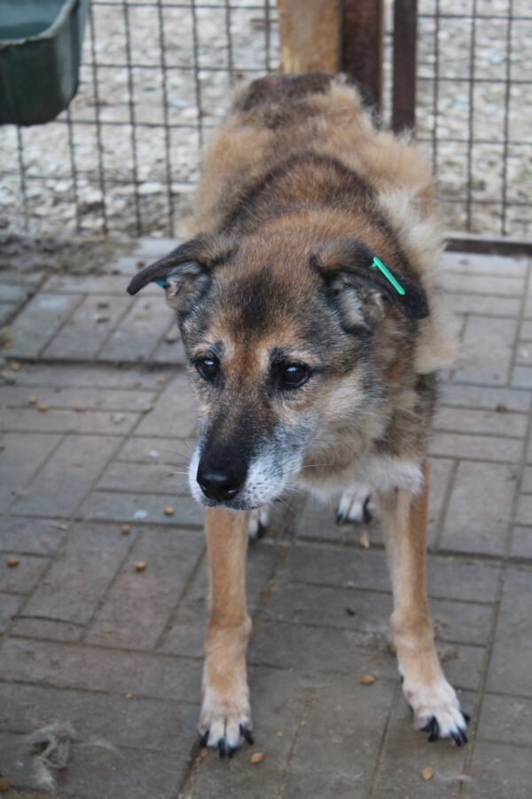 Hope (ehemals Hudin) - Gnadenplatzhund seit dem 29.12.2021 - RBB 20.11.2023 – Bild 22