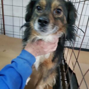 STEVE - reserviert 4animals - vermittelt