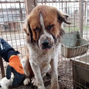 BLAVIK - Notfall - blind - reserviert Tierschutzhof Höver - vermittelt