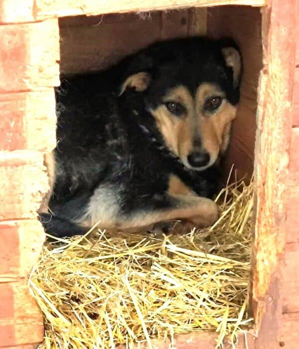 TANQUI (♀) - seit 2019 im Shelter – Bild 8