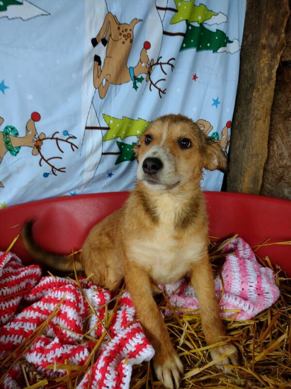 MELLI - reserviert Hundescheune Fläming - vermittelt – Bild 2