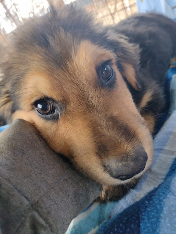 NICLAS - reserviert 4animals - vermittelt – Bild 2