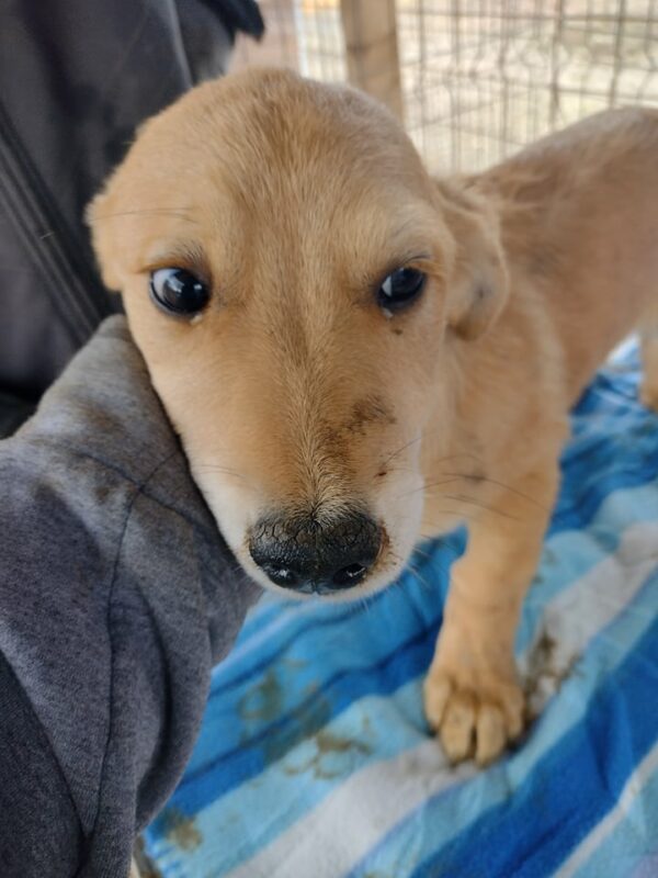 LEON - reserviert Hundescheune Fläming - vermittelt – Bild 2