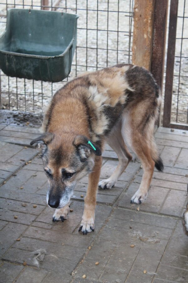 Hope (ehemals Hudin) - Gnadenplatzhund seit dem 29.12.2021 - RBB 20.11.2023 – Bild 3