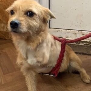 MARIBA - linkes Vorderbein amputiert - reserviert Hundescheune Fläming - vermittelt