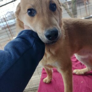 CASON - reserviert Hundescheune Fläming vermittelt