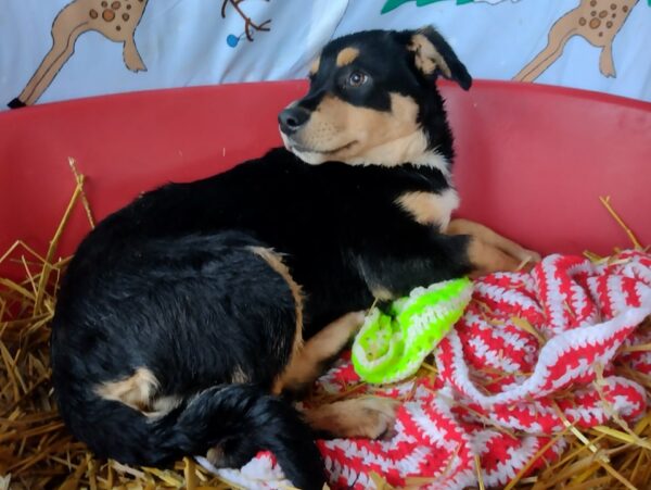 FYNN - auf Pflegestelle in PLZ 7 vermittelt – Bild 3