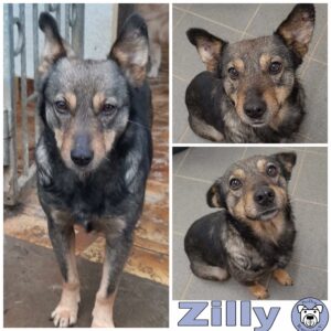 Zilly *vermittelt*