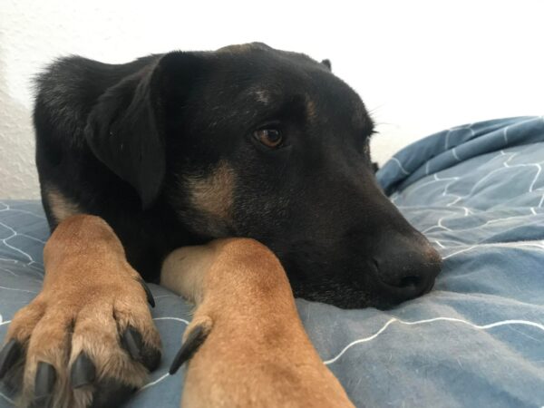 Felipe in 10317 Berlin *vermittelt* – Bild 4