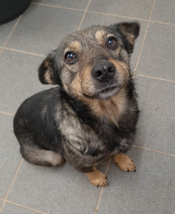 Zilly *vermittelt* – Bild 3