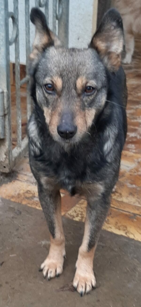 Zilly *vermittelt* – Bild 5