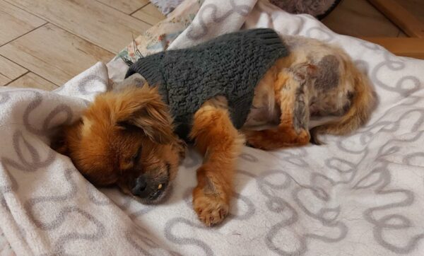ELVIS - Gnadenplatzhund seit 15.12.2021 - RBB 07.01.2022 – Bild 5