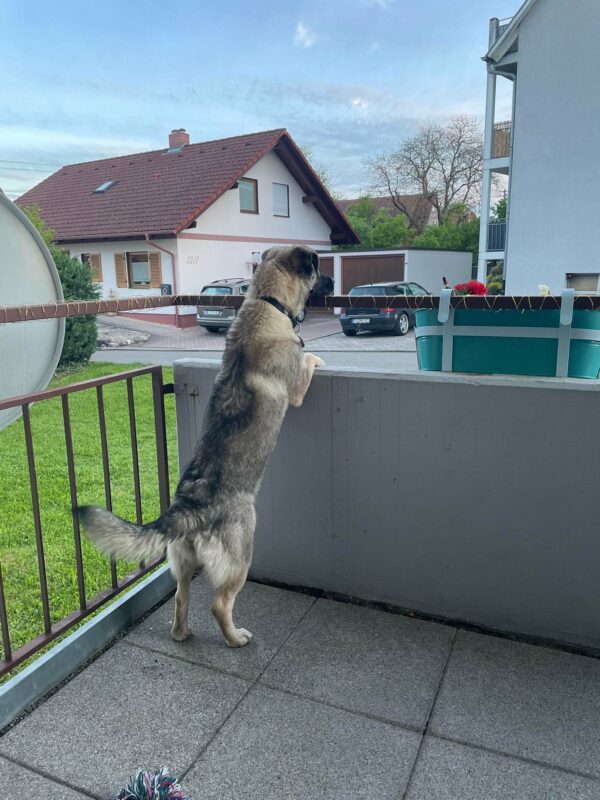 Nanu in 72147 Nehren *vermittelt* – Bild 10