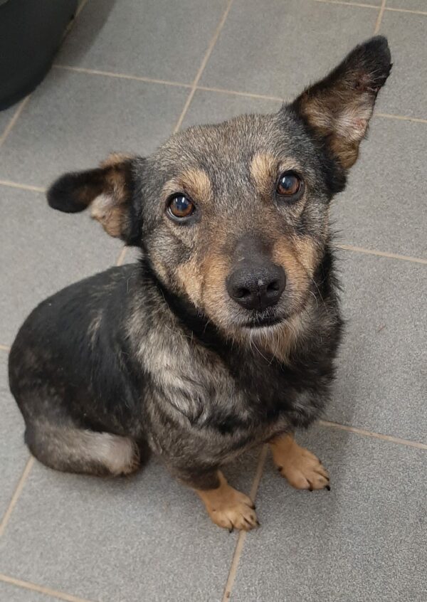 Zilly *vermittelt* – Bild 4