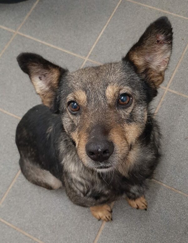 Zilly *vermittelt* – Bild 2