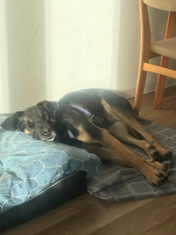 Felipe in 10317 Berlin *vermittelt* – Bild 2