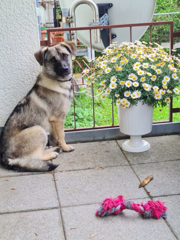 Nanu in 72147 Nehren *vermittelt* – Bild 4