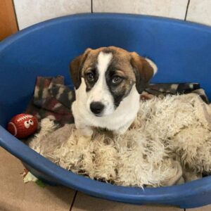 SCHORSCHI - reserviert 4animals - vermittelt
