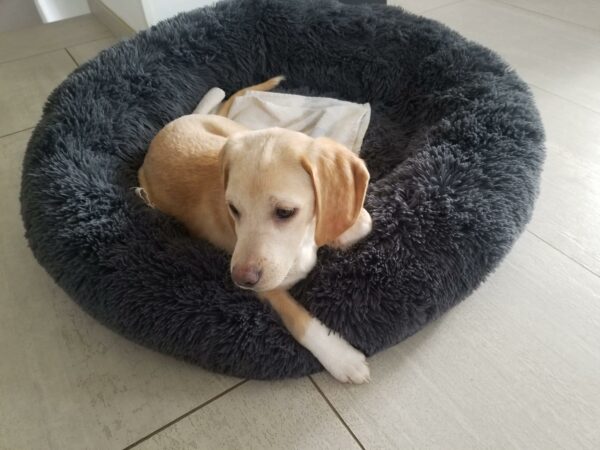 Ceana in 97531 Obertheres – Bild 5