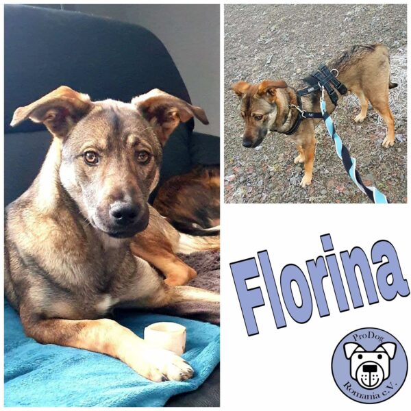Florina in 58256 Ennepetal