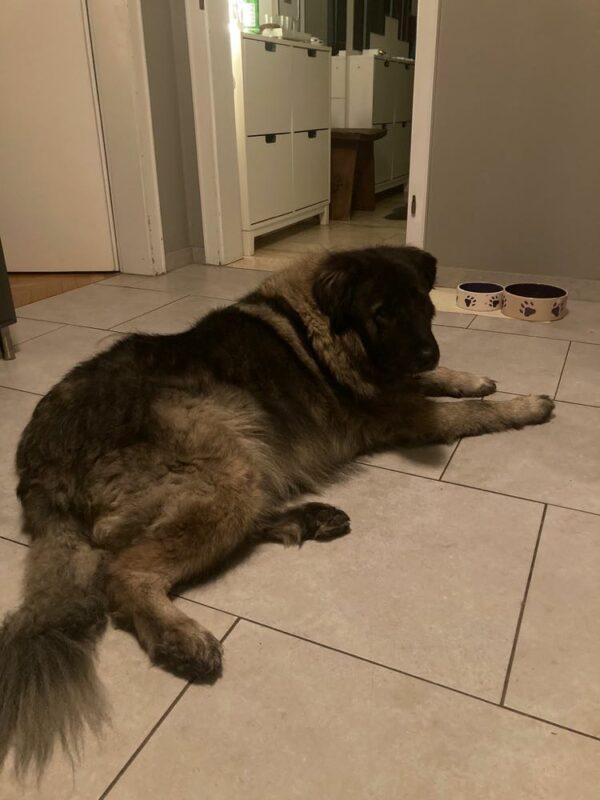 Chayenne in 46499 Hamminkeln – Bild 2