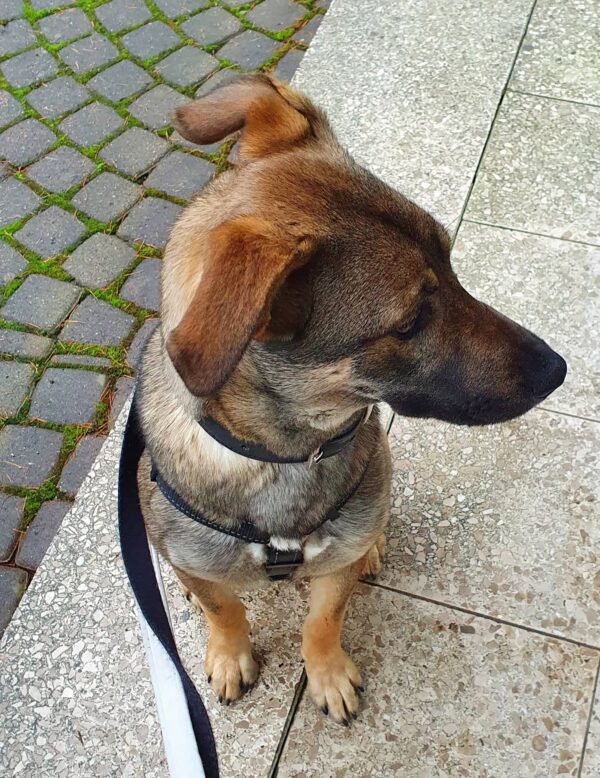 Florina in 58256 Ennepetal – Bild 9