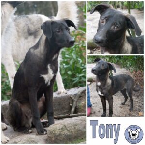 Tony in 21521 Dassendorf *vermittelt*