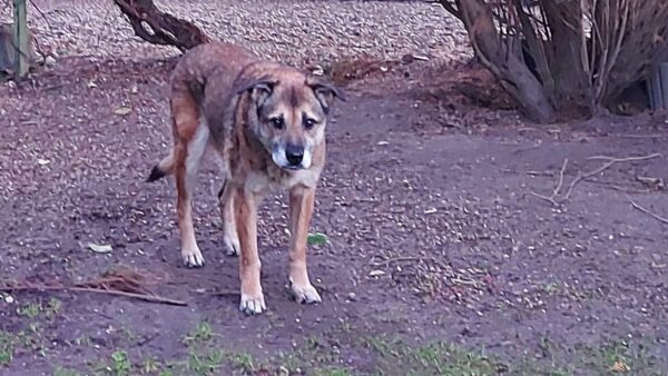 Hope (ehemals Hudin) - Gnadenplatzhund seit dem 29.12.2021 - RBB 20.11.2023 – Bild 17