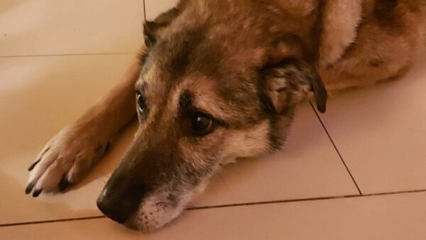 Hope (ehemals Hudin) - Gnadenplatzhund seit dem 29.12.2021 - RBB 20.11.2023 – Bild 20