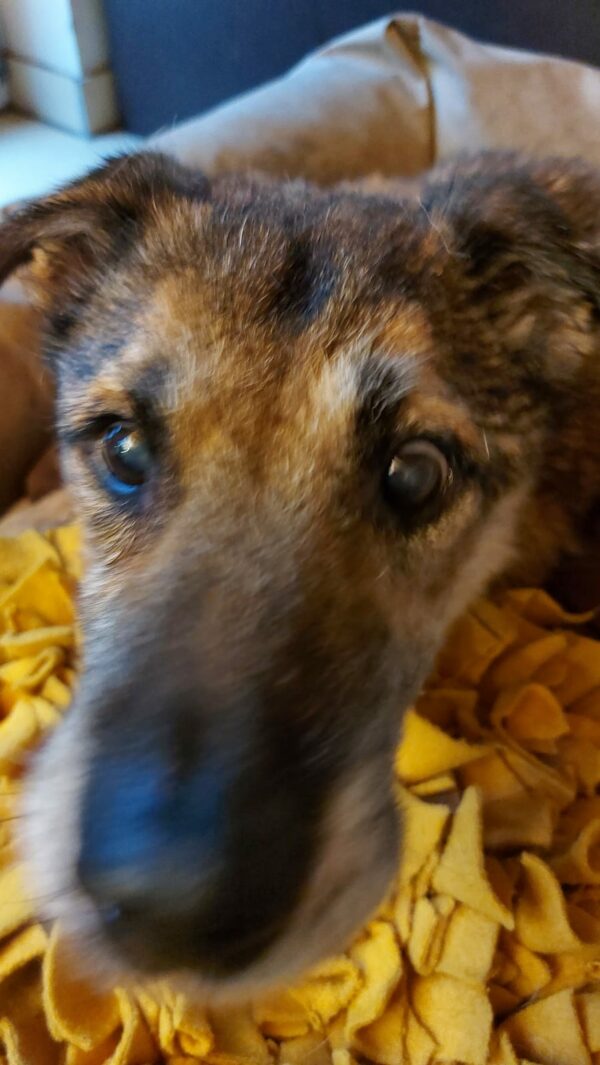 Hope (ehemals Hudin) - Gnadenplatzhund seit dem 29.12.2021 - RBB 20.11.2023 – Bild 9