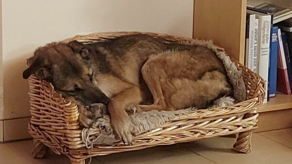 Hope (ehemals Hudin) - Gnadenplatzhund seit dem 29.12.2021 - RBB 20.11.2023 – Bild 11