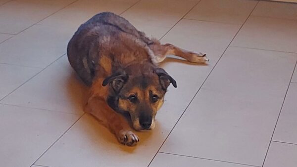 Hope (ehemals Hudin) - Gnadenplatzhund seit dem 29.12.2021 - RBB 20.11.2023 – Bild 6