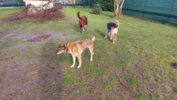 Hope (ehemals Hudin) - Gnadenplatzhund seit dem 29.12.2021 - RBB 20.11.2023 – Bild 15