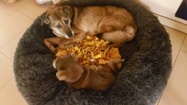 Hope (ehemals Hudin) - Gnadenplatzhund seit dem 29.12.2021 - RBB 20.11.2023 – Bild 21