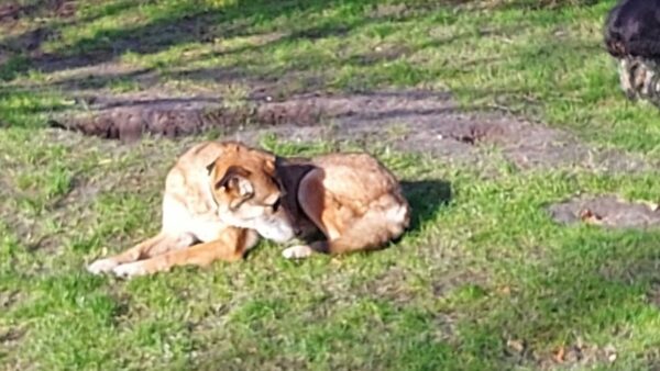 Hope (ehemals Hudin) - Gnadenplatzhund seit dem 29.12.2021 - RBB 20.11.2023 – Bild 13