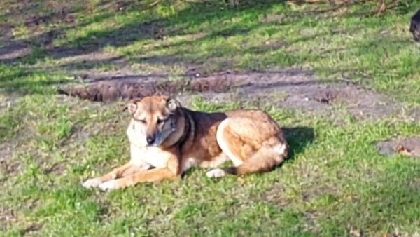 Hope (ehemals Hudin) - Gnadenplatzhund seit dem 29.12.2021 - RBB 20.11.2023 – Bild 16
