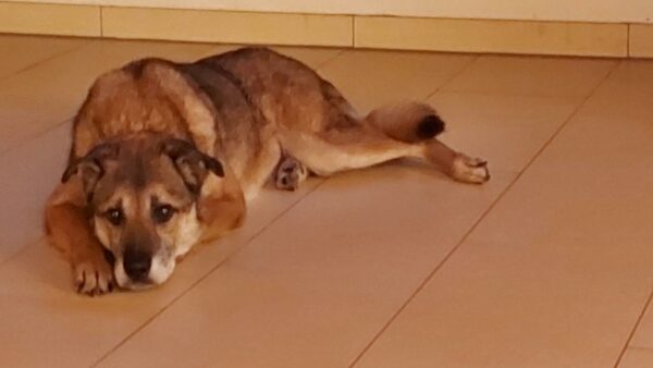 Hope (ehemals Hudin) - Gnadenplatzhund seit dem 29.12.2021 - RBB 20.11.2023 – Bild 18