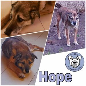 Hope (ehemals Hudin) - Gnadenplatzhund seit dem 29.12.2021 - RBB 20.11.2023
