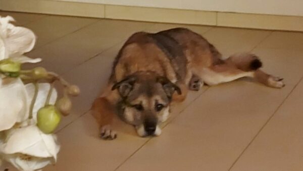 Hope (ehemals Hudin) - Gnadenplatzhund seit dem 29.12.2021 - RBB 20.11.2023 – Bild 19